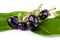 Jambolan plum or Java plum on white background