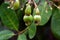 Jambu mete, the cashew seeds and the cashew apple accessory young fruits Anacardium occidentale L. with ants