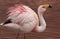 James Flamingo at Laguna Colorada Bolivia