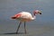 James flamingo, southern Bolivia