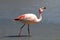 James flamingo, southern Bolivia