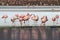 James flamingos, southern Bolivia