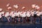 James flamingos, southern Bolivia