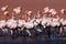 James flamingos, southern Bolivia