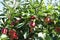 James Grieves apples on tree which will be taken to used for baking or only to eat as snacks