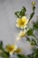 Jamesbrittenia breviflora,  unusual yellow cultivar from South Africa