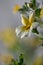Jamesbrittenia breviflora,  unusual yellow cultivar from South Africa