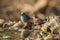 Jameson Firefinch and Blue-breasted Cordonbleu in Kruger National park, South Africa