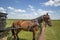 Jamesport Missouri Amish horse and buggy