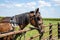 Jamesport Missouri Amish horse and buggy