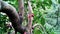 Jamun fruit or Indian blackberry fruit riping on the tree