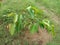 Jamun or  Syzygium cumini plant  plantation in the park