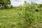 Jamun Tree In Grassy Landscape