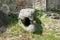 ,  - Jan 01, 1970: Closeup shot of an ancient water outlet of a castle