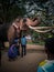 Jana raja tusker of kandy dalada maligawa