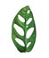 Janda bolong or monstera obliqua leaf, monstera monkey mask plant, isolated on white background.