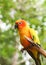 Jandaya Parakeet or Jenday conure