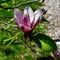 A Jane Magnolia Blossom