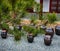 Jangdokdae and Pine Tree in Korean Traditional House in Slow City Changpyeong, Damyang, Jeonnam, South Korea, Asia