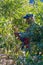 January 0, 2020 Ocoa, Dominican Republic. farmworker cultivating beans in the field.