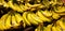 January 22, 2020 - rows of fresh ripe bananas in a market display - Buffalo,  N.Y.