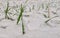 January close up winter details, snow on green grass.