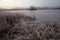 January grasses covered with frost