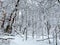 January Snow Landscape Winter Forest
