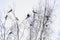 January. Winter. A flock of birds on the branches of a birch. Magpie. Bird with black and white plumage.