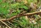 Japalura swinhonis, Taiwan rain forest lizard
