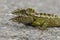 Japalura Variegata Lizard seen at Sikkim,india