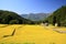 Japan Alps and rice field