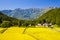 Japan Alps and rice field