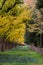 Japan autumn public park, Yellow Ginkgo Tree