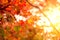 Japan autumn travel nature background