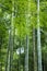 Japan Bamboo with Green Maple in Arashiyama Park.