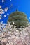 Japan Center Peace Pagoda & Cherry Blossom