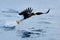 Japan eagle in the winter habitat. Mountain winter scenery with bird. Steller`s sea eagle, flying bird of prey, with mountains in
