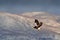 Japan eagle in the winter habitat. Mountain winter scenery with bird. Steller`s sea eagle, flying bird of prey, with mountains in