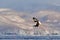 Japan eagle in the winter habitat. Mountain winter scenery with bird. Steller\\\'s sea eagle, flying bird of prey, with mountains in