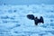 Japan eagle in winter. Steller\\\'s sea eagle, Haliaeetus pelagicus, bird with white snow, Hokkaido, Japan.