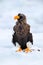 Japan eagle in winter. Steller`s sea eagle, Haliaeetus pelagicus, bird with white snow, Hokkaido, Japan. Wildlife action behavior