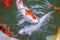 Japan fish call Carp or Koi fish colorful, Many fishes many colo