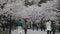 Japan Hikone Castle Sakura cherry blossom season
