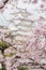 Japan Himeji castle , White Heron Castle in beautiful sakura che