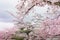 Japan Himeji castle , White Heron Castle in beautiful sakura che