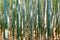 Japan. Kyoto. Arashiyama Bamboo Grove