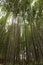 Japan, Kyoto, Arashiyama, view of the bamboo forest