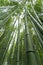 Japan, Kyoto, Arashiyama, view of the bamboo forest