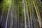 Japan, Kyoto, Arashiyama, view of the bamboo forest